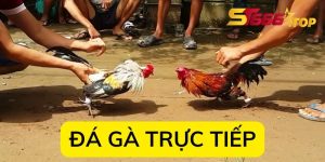 Đá gà trực tiếp bị bắt phạt bao nhiêu?